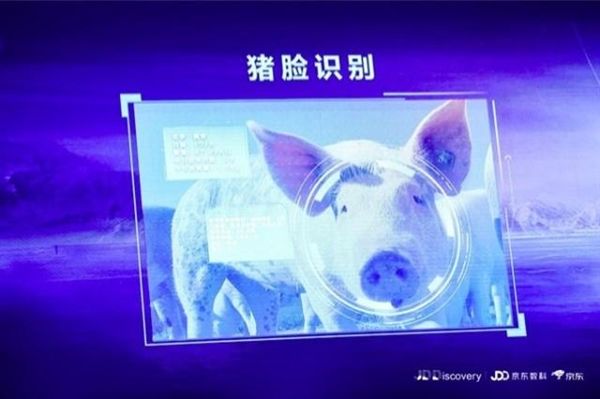 京東宣布進(jìn)軍養(yǎng)豬業(yè)，還推出了“豬臉識別”技術(shù)